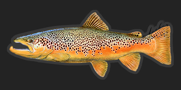 Fish Stickers  Quality Brown Trout Fish Decals by Studio Abachar