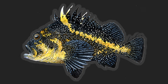 China Rockfish - 6.5"