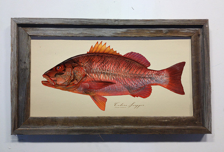 Snapper fish art | Cubera Snapper Glowthrough Painting Giclée Print by ...