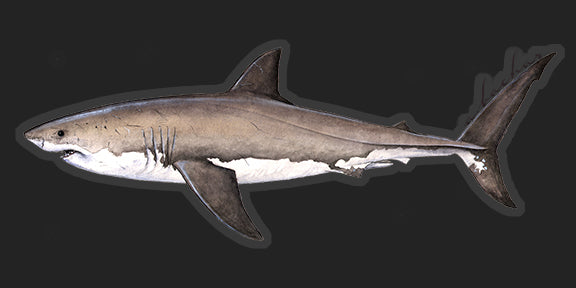 Great White Shark - 8.5"