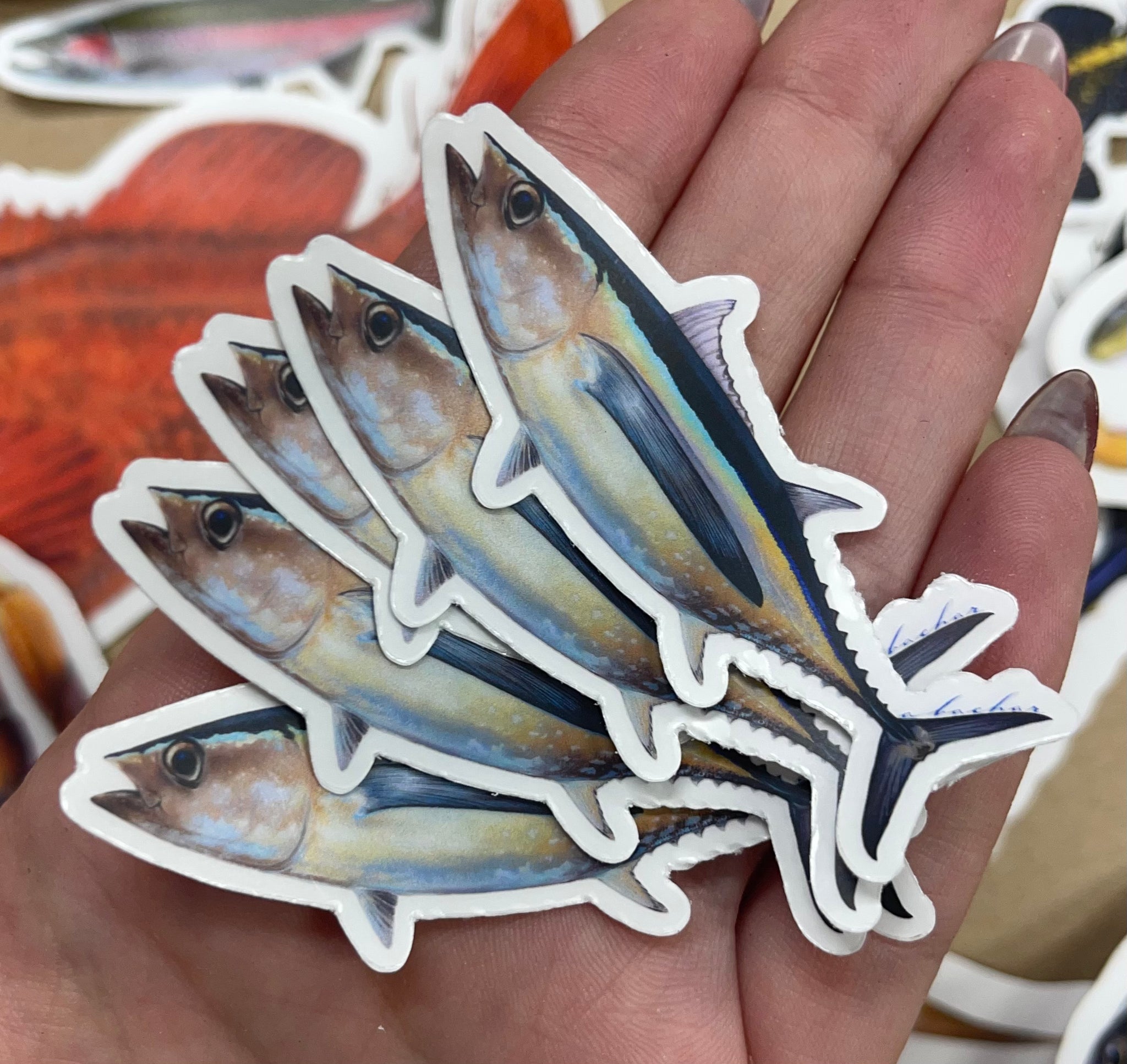 Fish Stickers  Mini Albacore Tuna 5 Pack Fish Decals by Studio