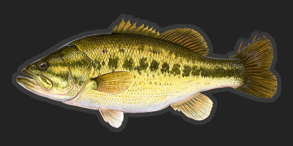 Largemouth Bass - 8"