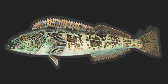 Fish Stickers | Original Lingcod 8.5” Fish Decals by Studio Abachar