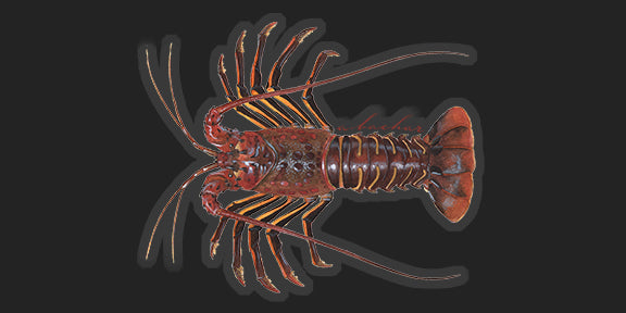 Spiny lobster - 5"