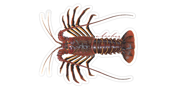 Spiny lobster - 5"