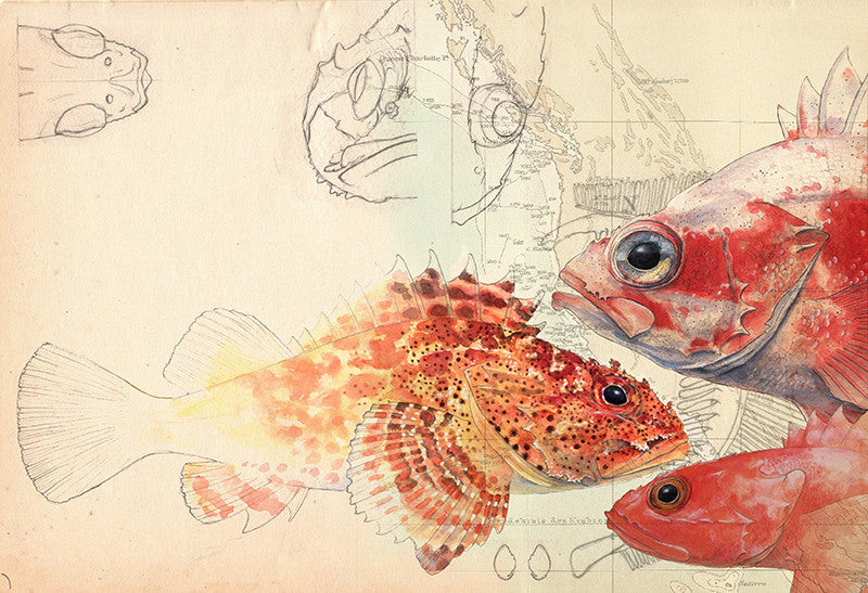 Rockfish, Sculpin, Thornyhead Over Chart