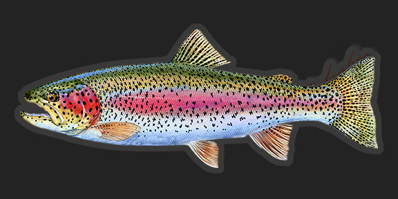 Rainbow Trout - 8"