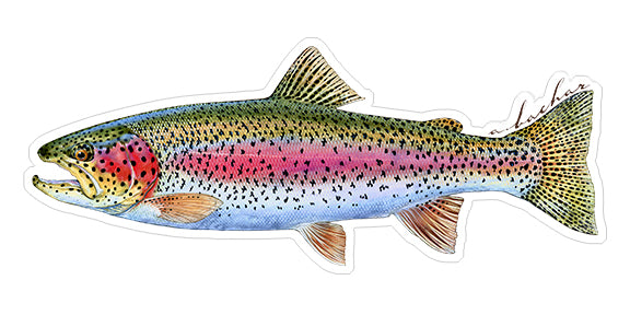 Rainbow Trout - 8 - Studio Abachar