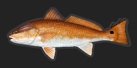 Redfish - 8"