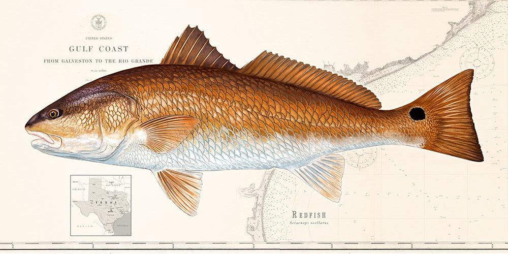Redfish Images Redfish