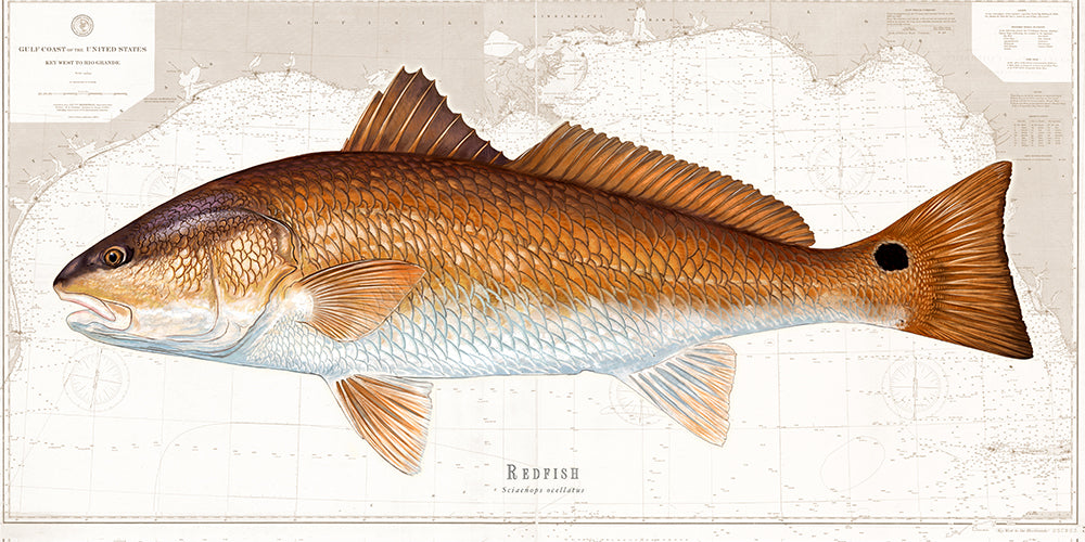 Fish In The Gulf Of Mexico Florida Fishes Of The Atlantic Coast
