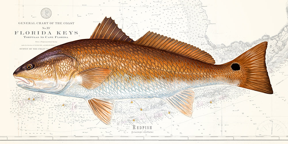 Redfish Over Nautical Charts - Studio Abachar