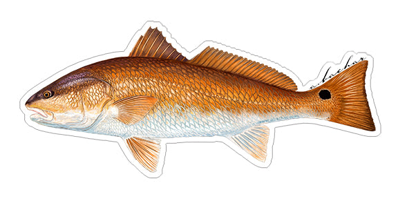 Redfish - 8"