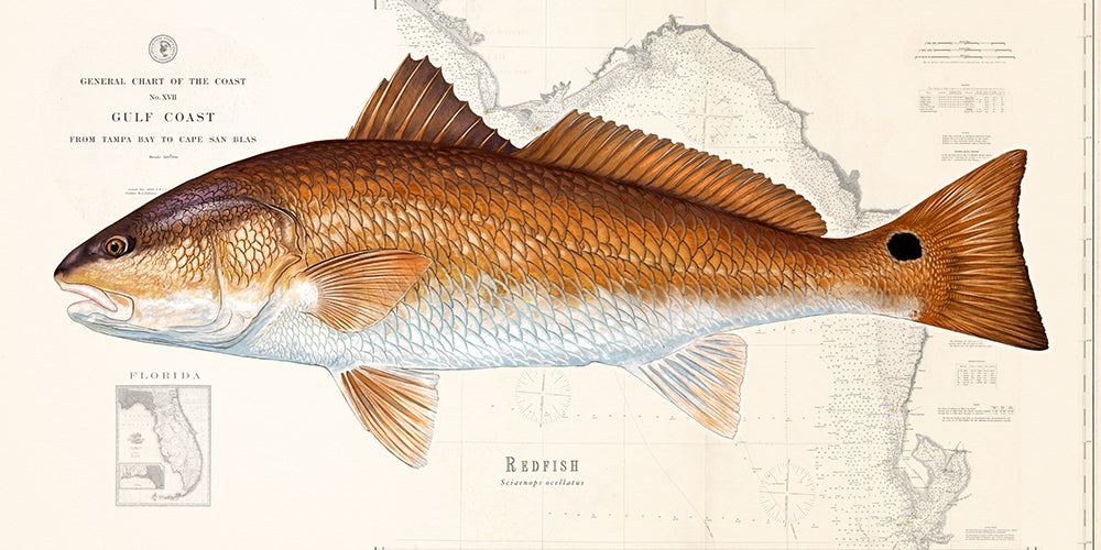 Redfish Pattern Redfish - Studio Abachar