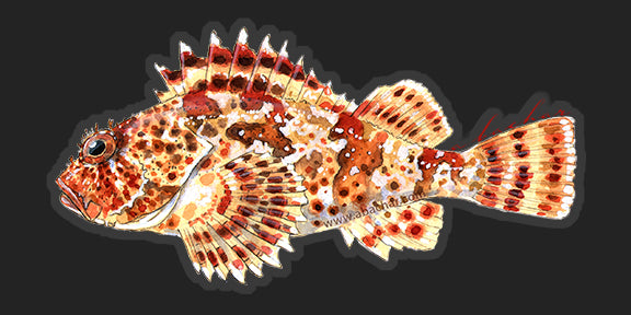 Sculpin - 7"