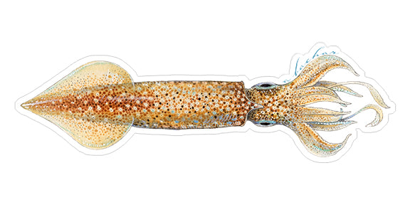 Squid - 8.5