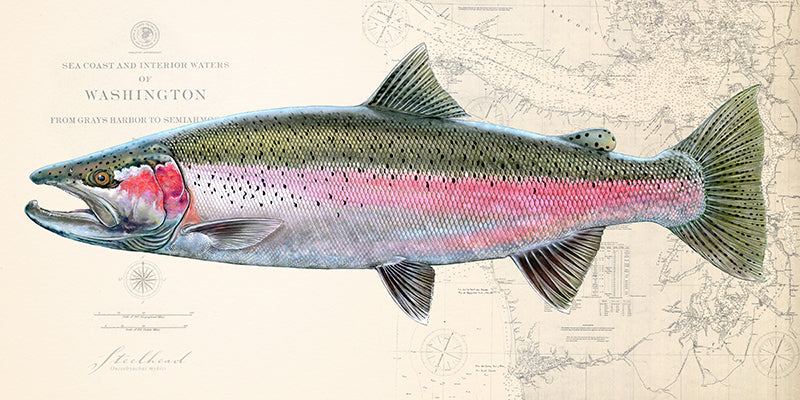 Trout Fish Art “Steelhead Trout Over Vintage Nautical Charts” drawing