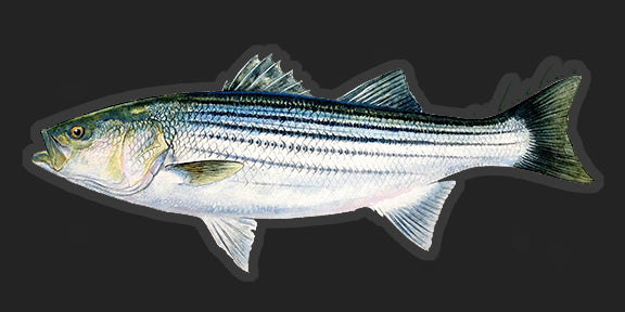 Striped Bass - 8.5"