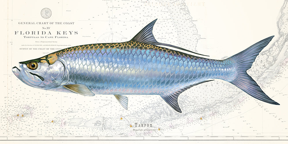 Tarpon Fish over Florida Keys Nautical Chart