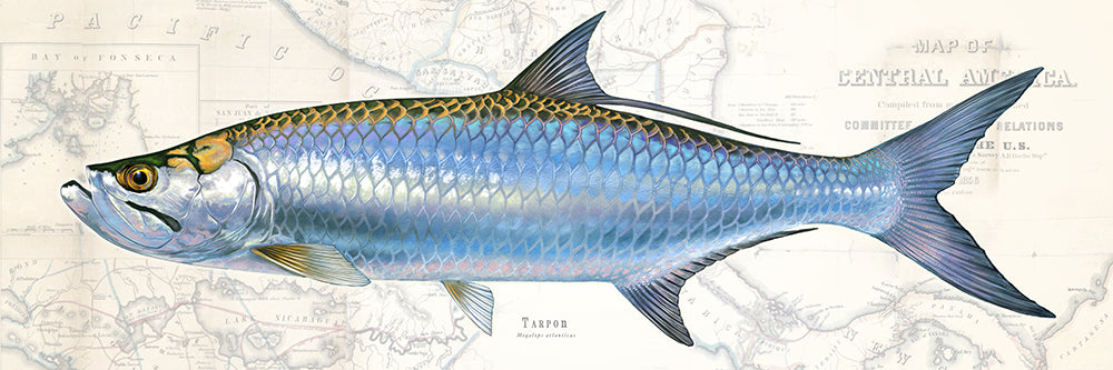 Tarpon Over Nautical Charts