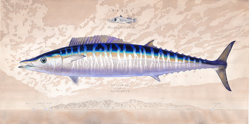 Wahoo over Cerralvo, Baja