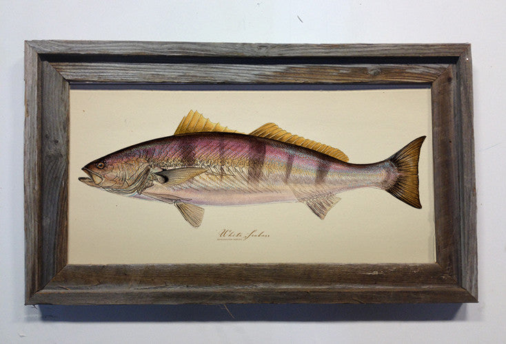 White seabass glowthrough