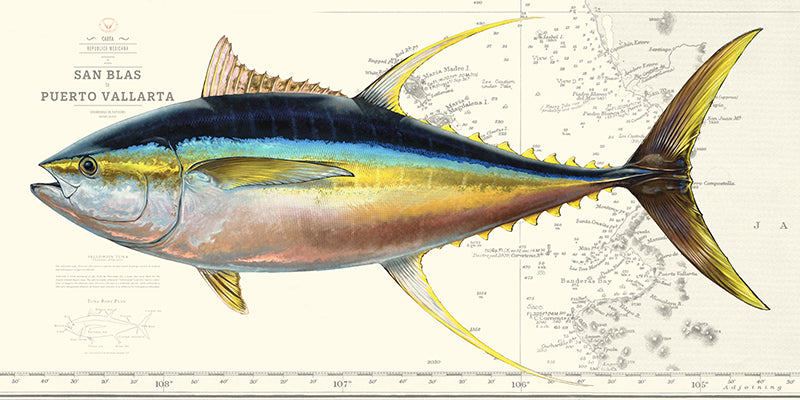 Yellowfin Tuna Art “Yellowfin Tuna Over Vintage Nautical Charts” Drawing