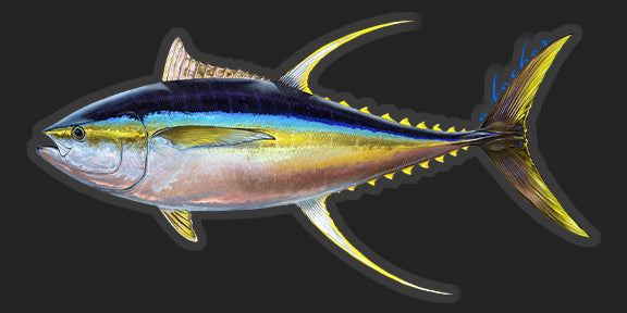 Yellowfin Tuna - 8.5"