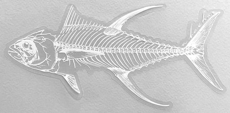 Yellowfin Skeleton - 8