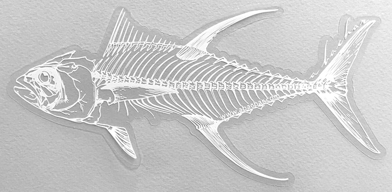 Tuna Skeleton Rib Yellowfin Tuna Drawing