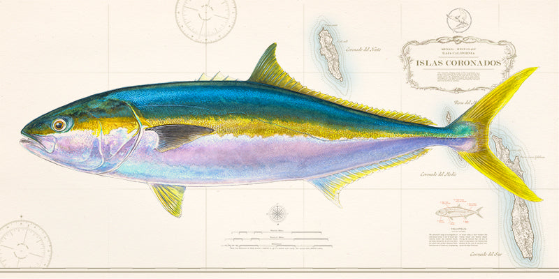 Yellowtail Over Nautical Charts