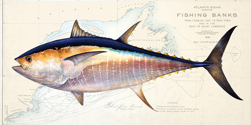 Fishing art drawings “Species On Vintage Nautical Charts”
