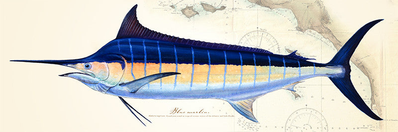 Blue Marlin Over Nautical Charts
