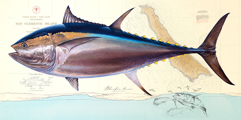 Color Chart Bluefin Fishing Chart Art “Bluefin Tuna Over Vintage Nautical Charts” Drawing