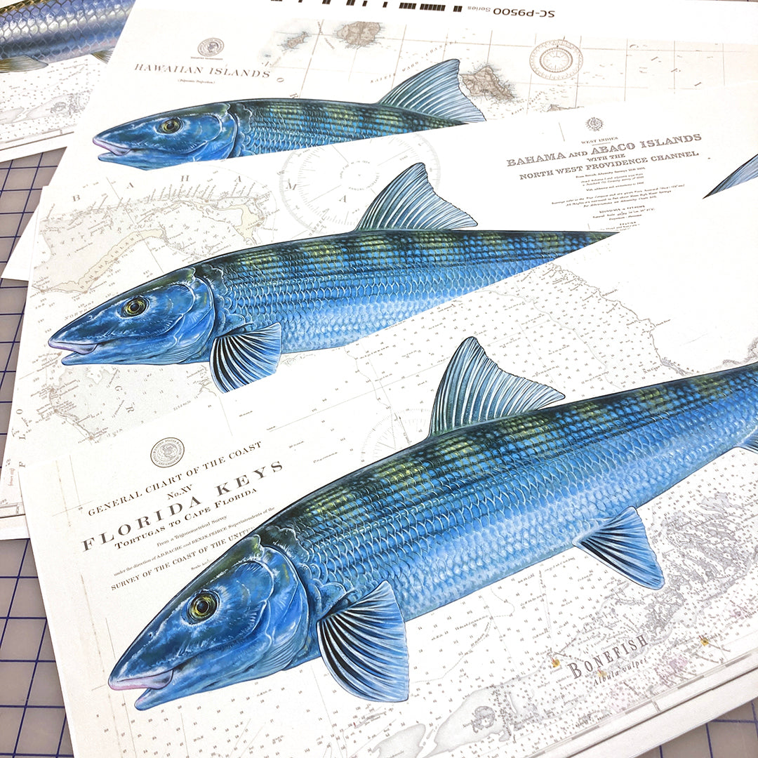 Bonefish Drawing