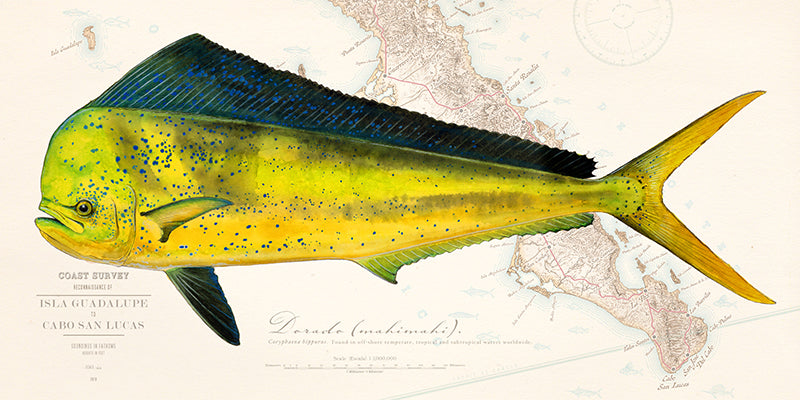 Dorado Over Nautical Charts