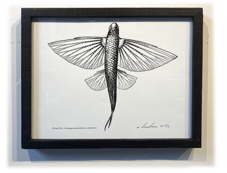 Flying Fish - Framed Quill & Ink Fine Art Print 11x14 (100 Editions) -  Studio Abachar