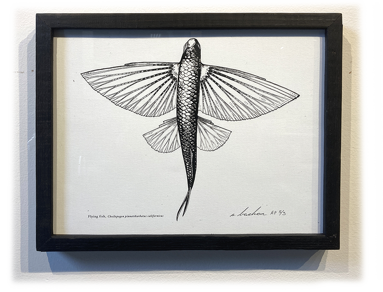 Flying Fish - Framed Quill & Ink Fine Art Print 11x14 (100