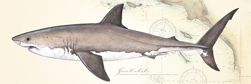 Great White Shark Over Nautical Charts