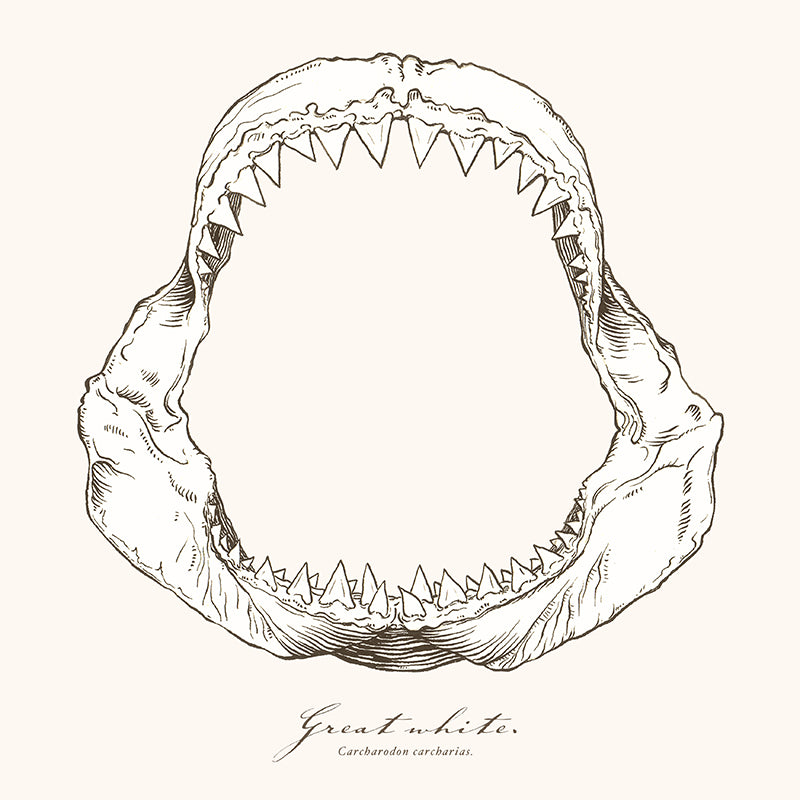 Great white jaws