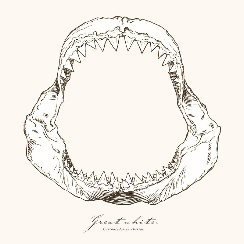 Great white jaws