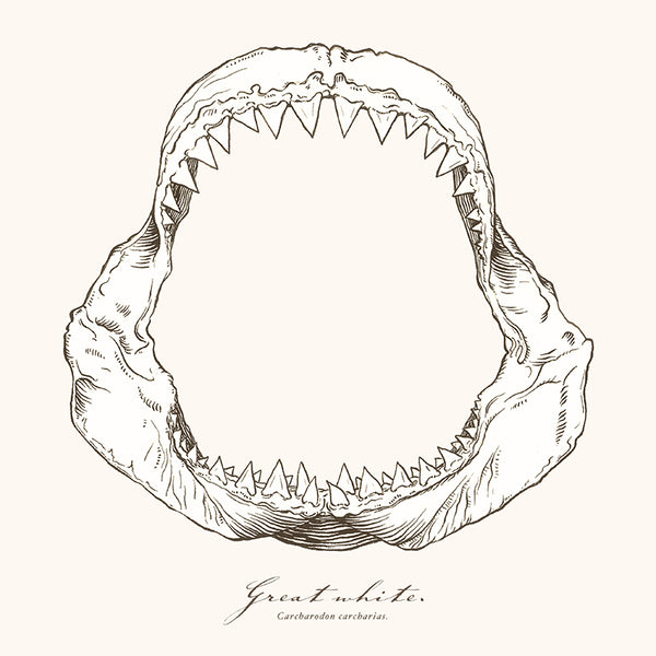 mako shark jaw drawing