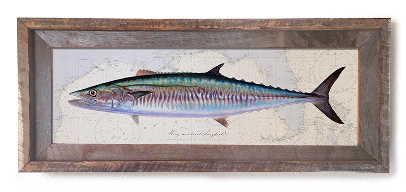 King Mackerel Kingfish over Gulf of Mexico Nautical Chart