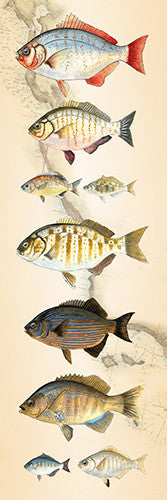 Surfperch Species over Nautical Charts