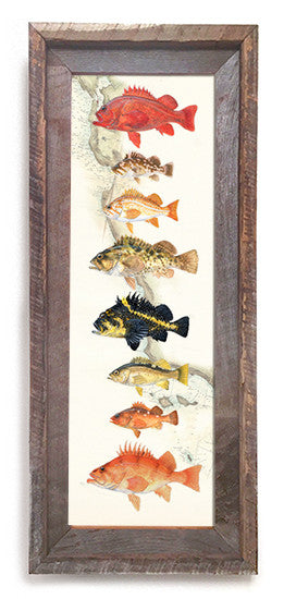 Rockfish Art Prints “Rockfish Over Vintage Nautical Charts” drawing