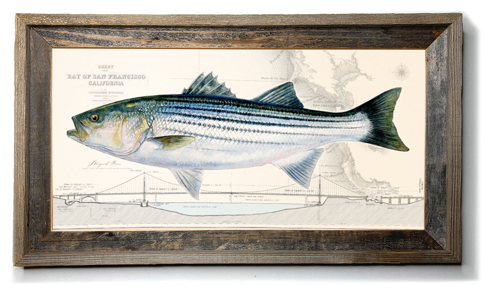 Striped Bass over Nautical Charts