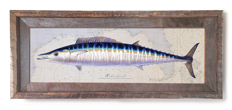 Ono fish Art “Wahoo Over Vintage Nautical Charts” drawing