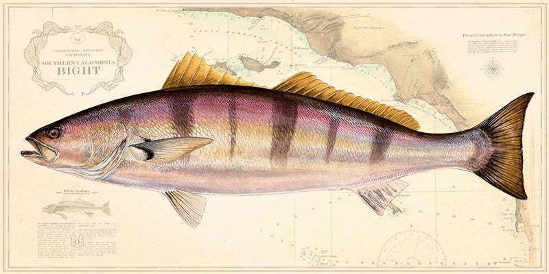 White Seabass Art “White Seabass Over Vintage Nautical Charts” drawing