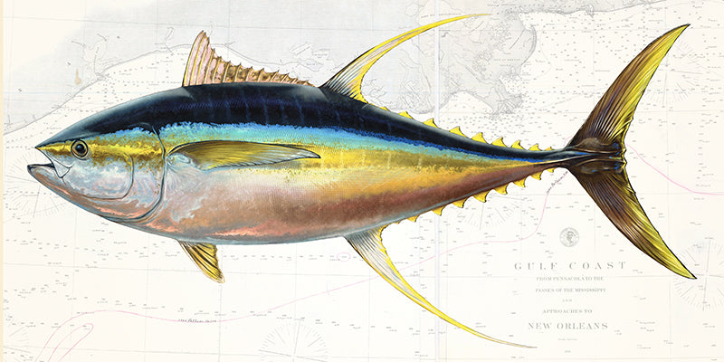 Yellowfin Tuna Over Nautical Charts
