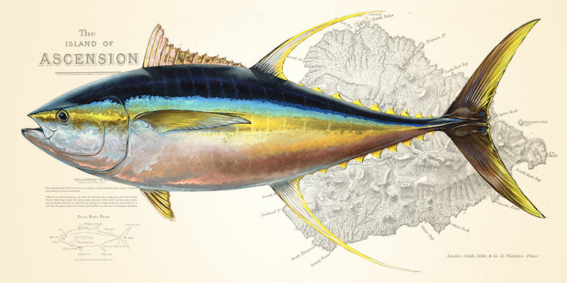 Yellowfin Tuna Over Nautical Charts